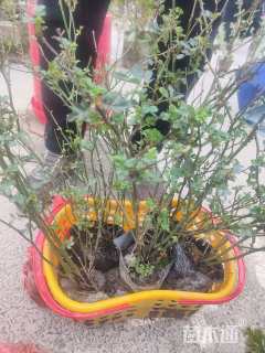 高度50厘米丰花月季