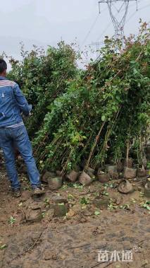 180厘米藤本月季