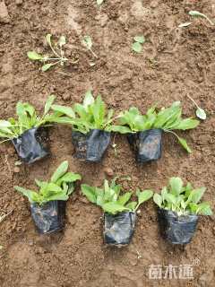 高度20厘米鼠尾草