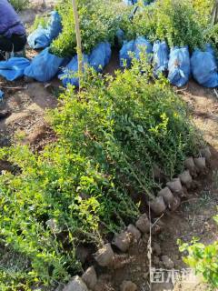 高度110厘米贴梗海棠