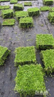 高度2厘米姬岩垂草