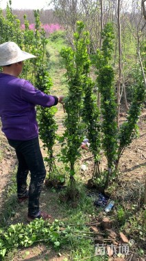 高度130厘米北海道黄杨