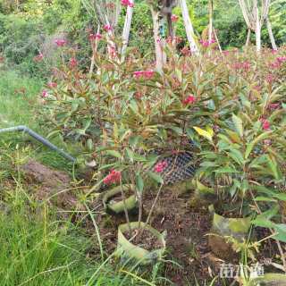 高度100厘米琴叶珊瑚