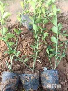 40厘米大叶扶芳藤