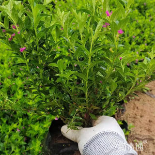 高度25厘米满天星