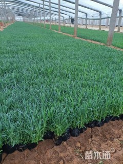 高度13厘米常夏石竹