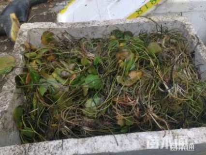 高度10厘米荇菜