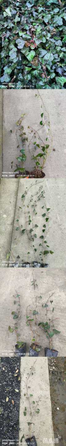 38厘米爬山虎