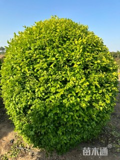冠幅120厘米金叶女贞球