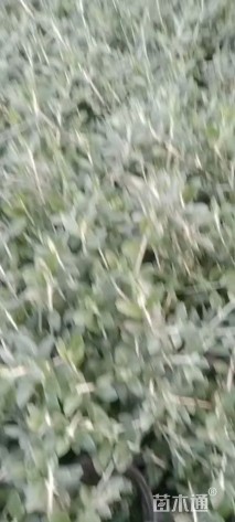 高度25厘米灌从石蚕