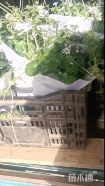 高度25厘米肾叶堇