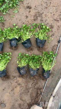 高度15厘米白三叶