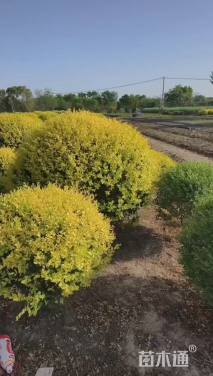 冠幅140厘米金禾女贞球