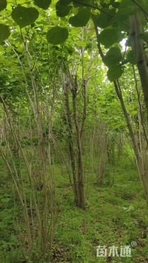 高度300厘米丛生紫荆