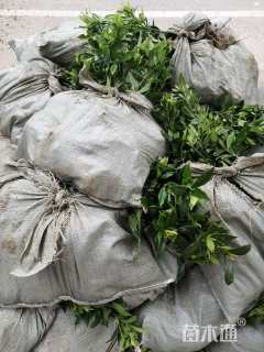 高度20厘米栀子花