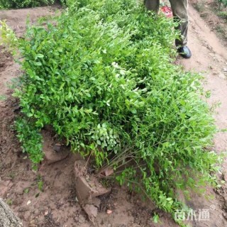 冠幅50厘米小叶女贞球