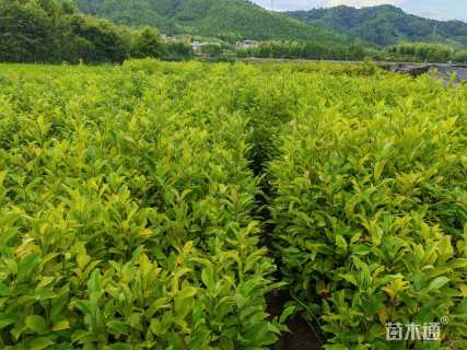 高度100厘米火力楠小苗