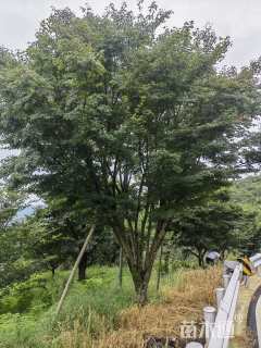 26公分鸡爪槭