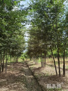 40公分丛生榉树