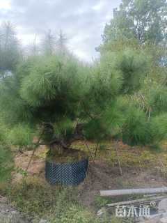 高度300厘米马尾松