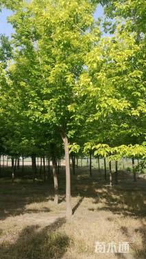 15公分金叶复叶槭