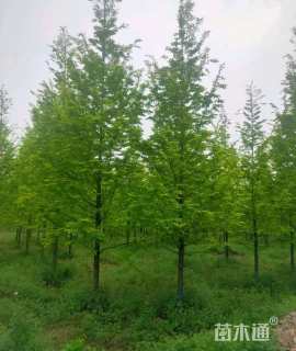 11公分金叶水杉