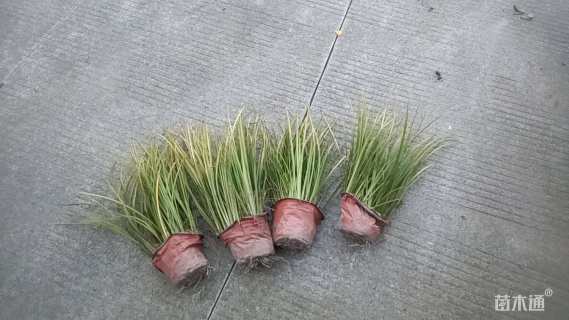 高度30厘米金叶菖蒲