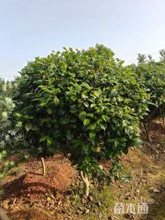 冠幅100厘米茶花球