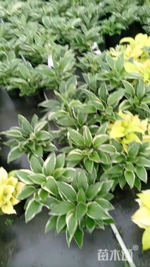 高度20厘米玉簪