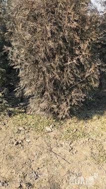 高度200厘米侧柏