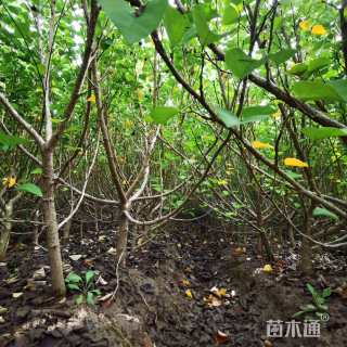 高度120厘米海滨木槿