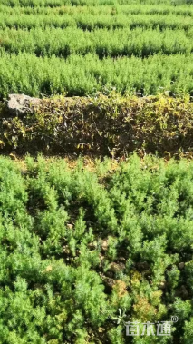 高度50厘米川柏