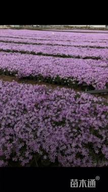 高度10厘米丛生福禄考