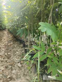 高度120厘米无患子小苗