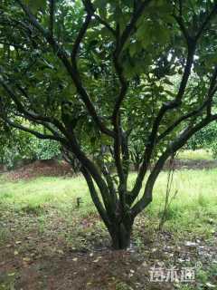 12公分柚子树