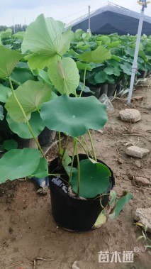 高度40厘米荷花