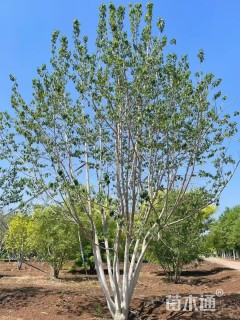 高度700厘米丛生杜仲