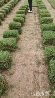 草块状中华结缕草