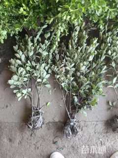 高度40厘米金边黄杨