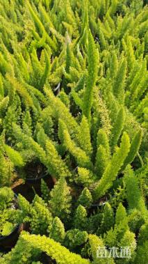 高度30厘米狐尾天门冬