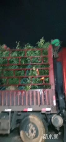 高度30厘米月季