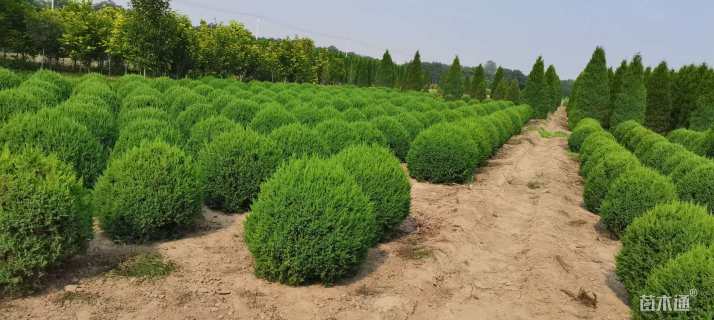 冠幅80厘米刺柏球