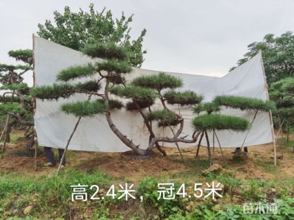 15公分造型黑松