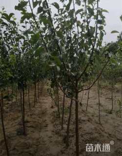 6公分梨树