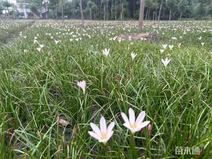 高度25厘米葱兰