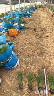 高度60厘米羽绒狼尾草