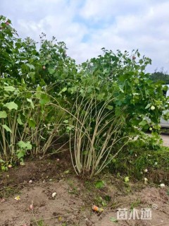 高度220厘米木芙蓉