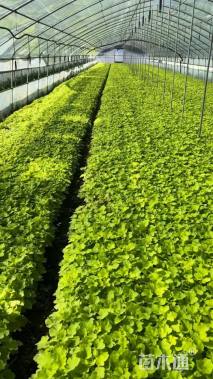 高度10厘米矾根