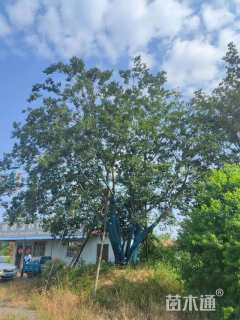 80公分丛生朴树