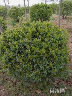 冠幅150厘米大叶黄杨球